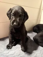 Bronco 🧡, a male Labrador Retriever for sale in Charlotte, NC – Photo 2 of 7
