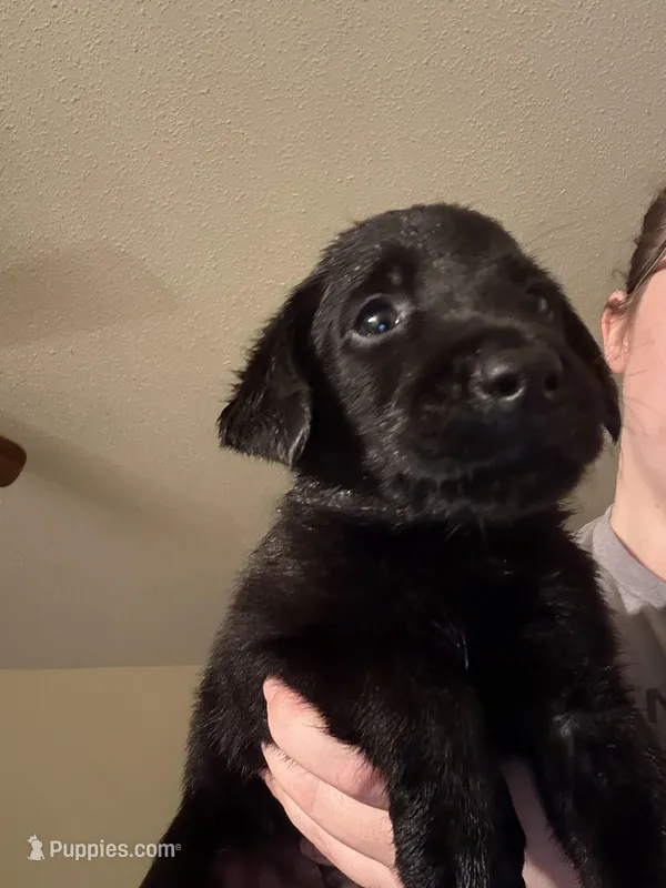 bronco  – Labrador Retriever puppy for sale in Salisbury, NC