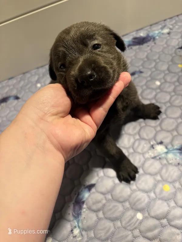 Sophia (AKC Lab) – Labrador Retriever puppy for sale in Charlotte, NC