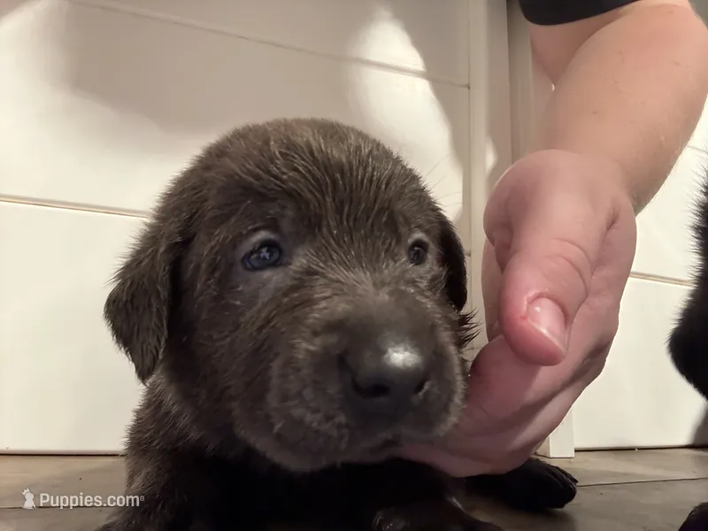Scooby (AKC Lab) – Labrador Retriever puppy for sale in Charlotte, NC