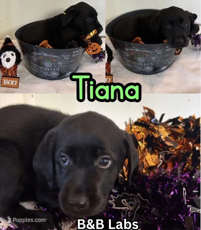 Tiana – Labrador Retriever puppy for sale in Charlotte, NC