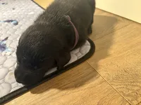 Sophia (AKC Lab), a female Labrador Retriever for sale in Charlotte, NC – 4 of 4
