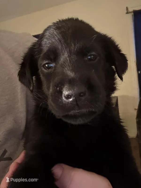 lavender – Labrador Retriever puppy for sale in Salisbury, NC