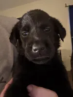 Violet 💜, a female Labrador Retriever for sale in Charlotte, NC – Photo 6 of 9