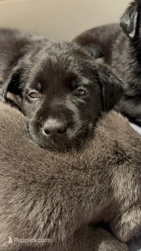 Violet 💜 – Labrador Retriever puppy for sale in Charlotte, NC