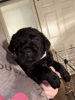 Violet 💜, a female Labrador Retriever for sale in Charlotte, NC – Photo 8 of 9