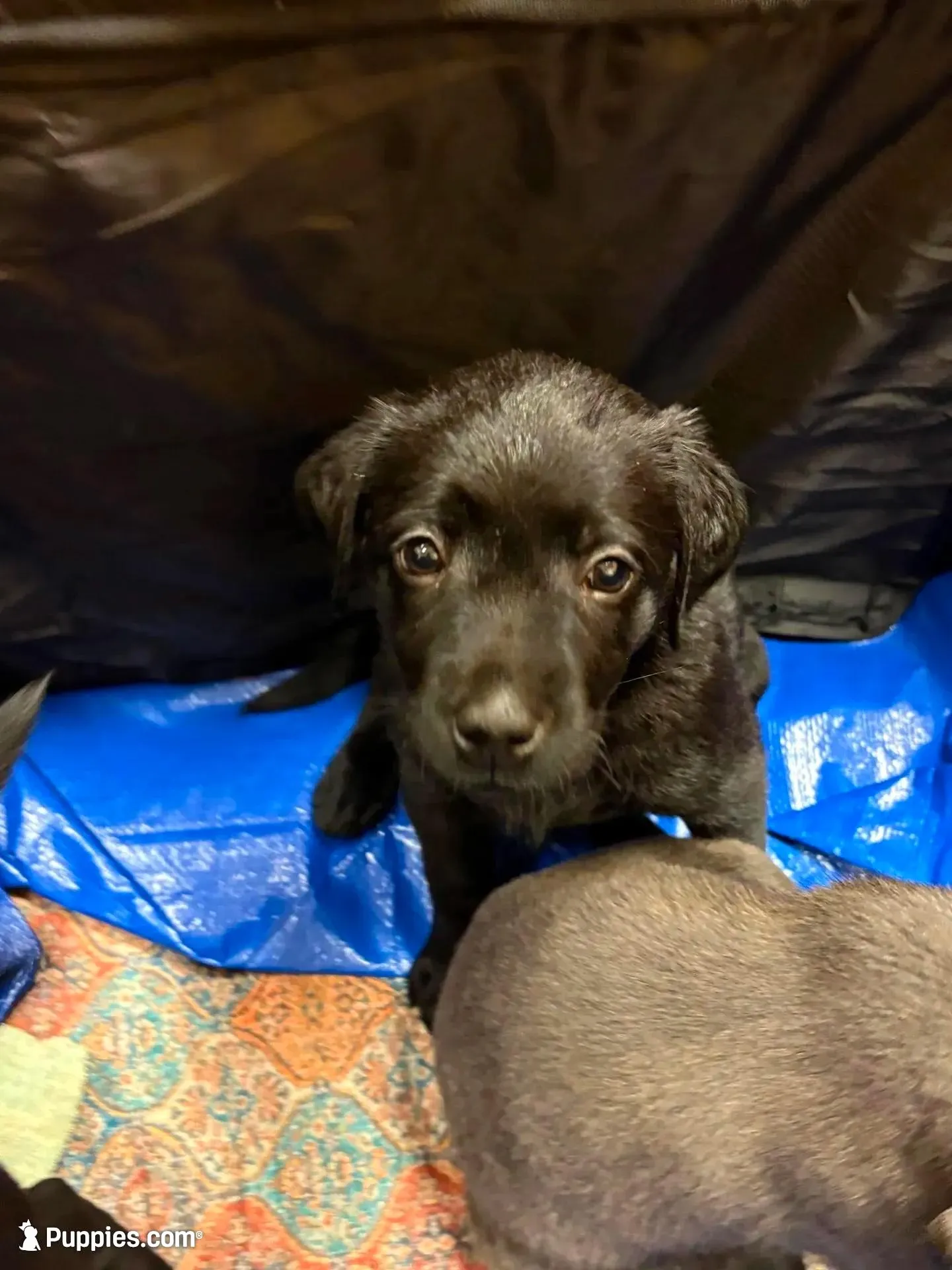 Violet 💜 – Labrador Retriever puppy for sale in Charlotte, NC