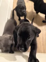 Violet 💜, a female Labrador Retriever for sale in Charlotte, NC – Photo 9 of 9