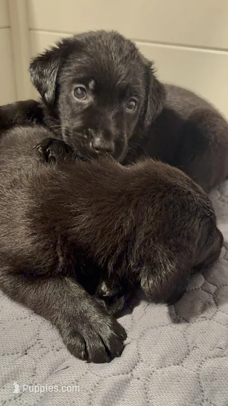 Violet 💜 – Labrador Retriever puppy for sale in Charlotte, NC