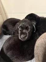 Violet 💜, a female Labrador Retriever for sale in Charlotte, NC – Photo 2 of 9