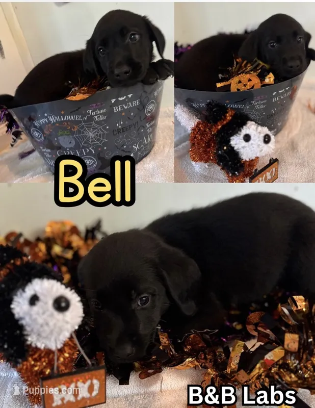Belle – Labrador Retriever puppy for sale in Charlotte, NC