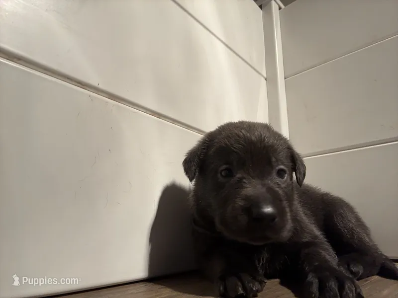 Elsa (AKC Lab)  – Labrador Retriever puppy for sale in Charlotte, NC