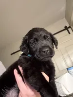 Bluey 🩵, a female Labrador Retriever for sale in Charlotte, NC – Photo 5 of 7