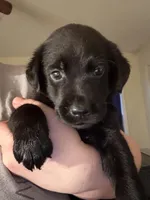 Bluey 🩵, a female Labrador Retriever for sale in Charlotte, NC – Photo 6 of 7