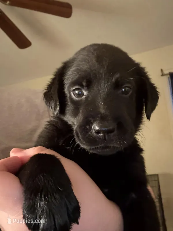 bluey – Labrador Retriever puppy for sale in Salisbury, NC