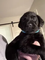 Bluey 🩵, a female Labrador Retriever for sale in Charlotte, NC – Photo 3 of 7