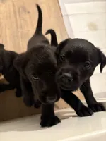 Bluey 🩵, a female Labrador Retriever for sale in Charlotte, NC – Photo 4 of 7