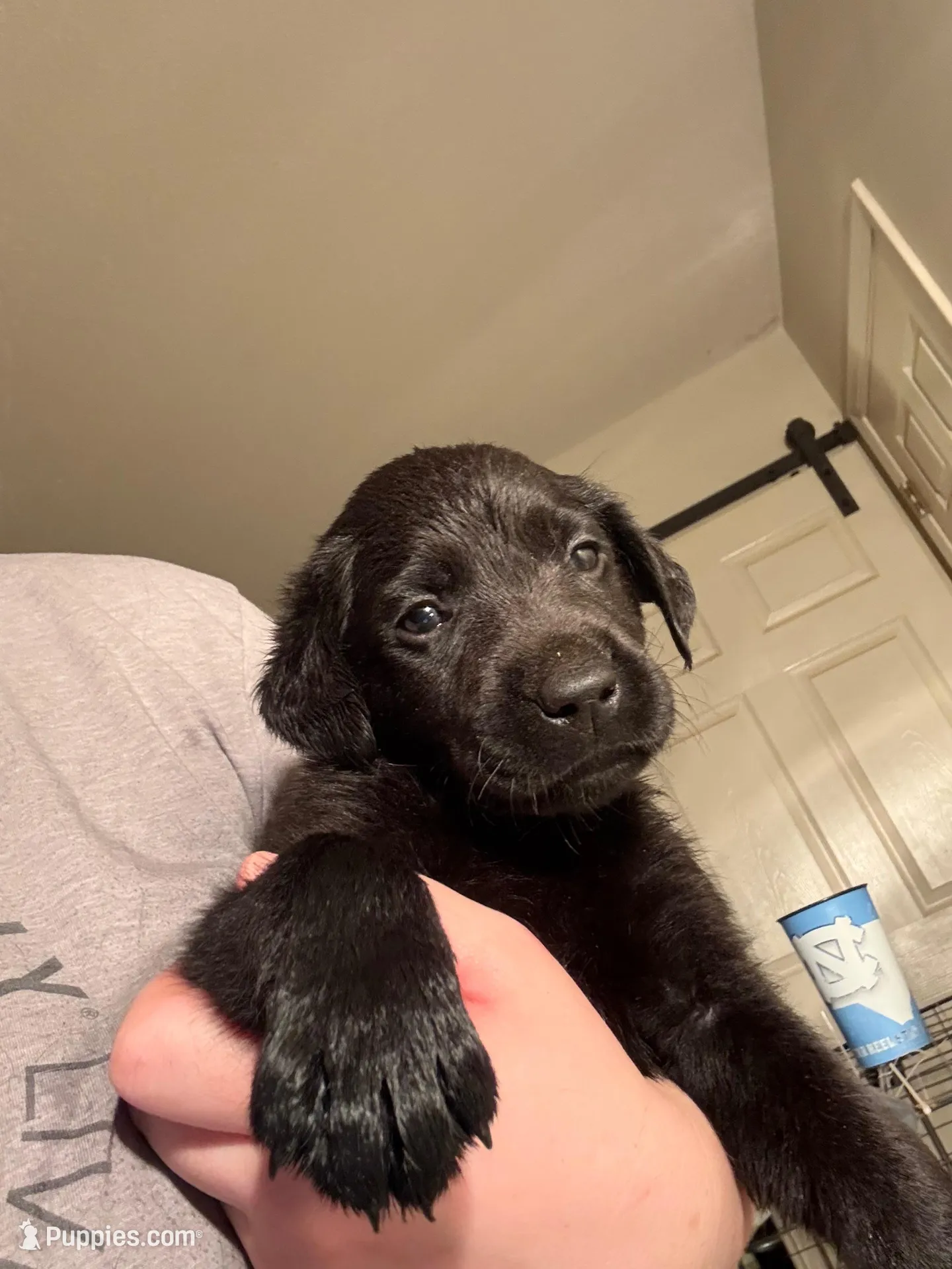 Bronco 🧡, a male Labrador Retriever for sale in Charlotte, NC – Photo 5 of 7