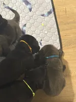 Elsa (AKC Lab) , a female Labrador Retriever for sale in Charlotte, NC – 2 of 5