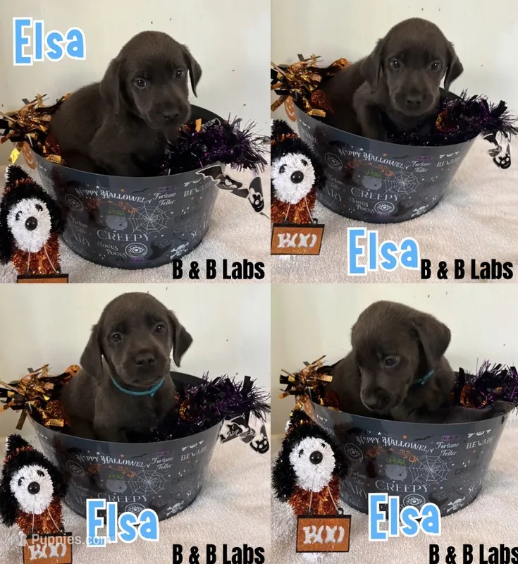 Elsa (AKC Lab)  – Labrador Retriever puppy for sale in Charlotte, NC