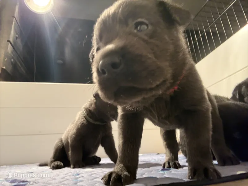 Ariel (AKC Lab) – Labrador Retriever puppy for sale in Charlotte, NC