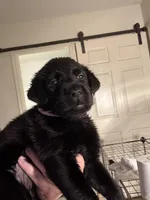 Dreamy 🩷, a female Labrador Retriever for sale in Charlotte, NC – Photo 3 of 5