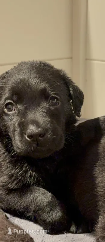 Dreamy 🩷 – Labrador Retriever puppy for sale in Charlotte, NC