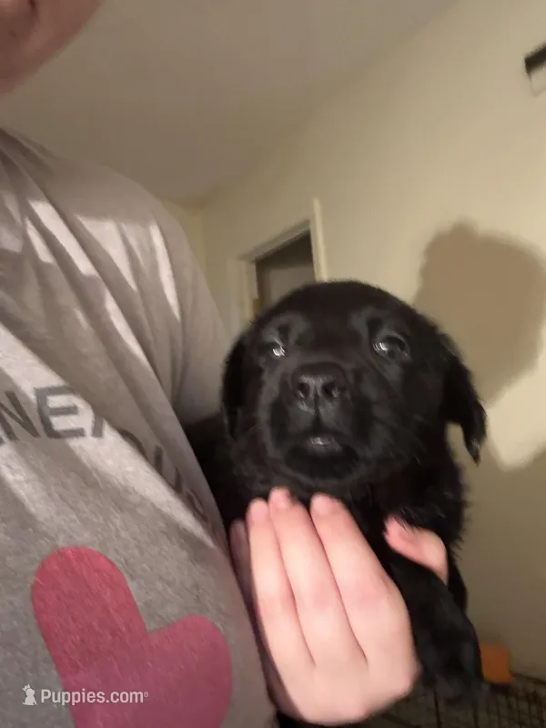 dreamy  – Labrador Retriever puppy for sale in Salisbury, NC