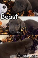 Beast (AKC Lab), a male Labrador Retriever for sale in Charlotte, NC – 1 of 5