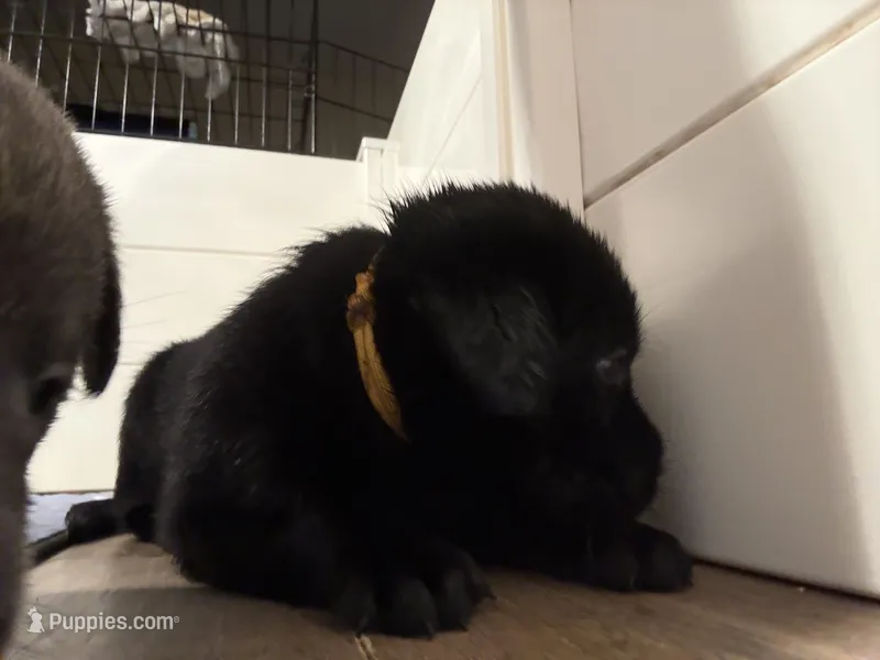 Belle – Labrador Retriever puppy for sale in Charlotte, NC