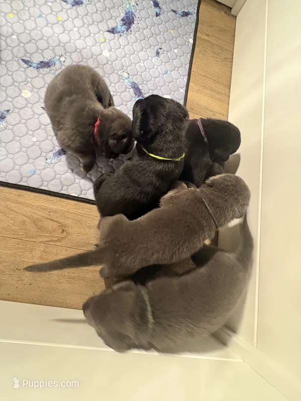 Tiana – Labrador Retriever puppy for sale in Charlotte, NC