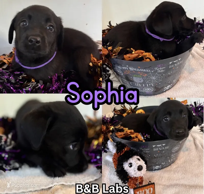 Sophia (AKC Lab) – Labrador Retriever puppy for sale in Charlotte, NC
