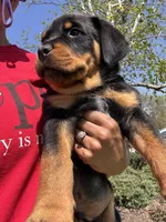Skunk, a male Rottweiler for sale in Middletown, OH – Photo 6 of 6
