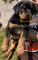 Skunk, a male Rottweiler for sale in Middletown, OH – Photo 5 of 6