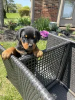 Skunk, a male Rottweiler for sale in Middletown, OH – Photo 2 of 6