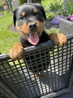 Skunk, a male Rottweiler for sale in Middletown, OH – Photo 1 of 6