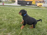 Skunk, a male Rottweiler for sale in Middletown, OH – Photo 4 of 6