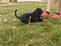 Skunk, a male Rottweiler for sale in Middletown, OH – Photo 3 of 6