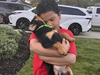 Green Girl, a female Rottweiler for sale in Middletown, OH – Photo 3 of 3