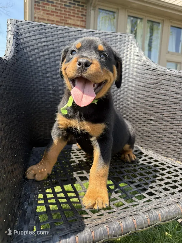 Green Girl – Rottweiler puppy for sale in Middletown, OH
