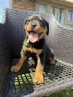 Green Girl, a female Rottweiler for sale in Middletown, OH – Photo 1 of 3