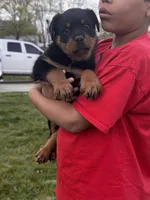 Green Girl, a female Rottweiler for sale in Middletown, OH – Photo 2 of 3