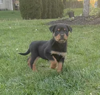 Tater Tot (Runt), a female Rottweiler for sale in Middletown, OH – Photo 2 of 6