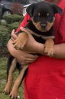 Tater Tot (Runt), a female Rottweiler for sale in Middletown, OH – Photo 4 of 6