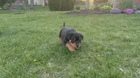 Tater Tot (Runt), a female Rottweiler for sale in Middletown, OH – Photo 6 of 6