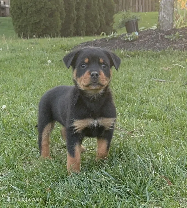 Tater Tot (Runt) – Rottweiler puppy for sale in Middletown, OH