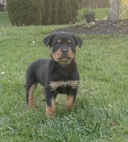 Tater Tot (Runt), a female Rottweiler for sale in Middletown, OH – Photo 1 of 6