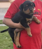 Tater Tot (Runt), a female Rottweiler for sale in Middletown, OH – Photo 3 of 6