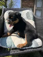Fluffy Boy, a male Rottweiler for sale in Middletown, OH – Photo 3 of 5