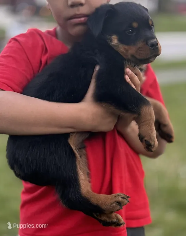 Fluffy Boy – Rottweiler puppy for sale in Middletown, OH